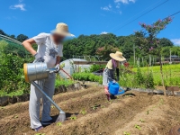 온(溫)-기 8월 네트워크 활동(배추심기 활동) 진행 